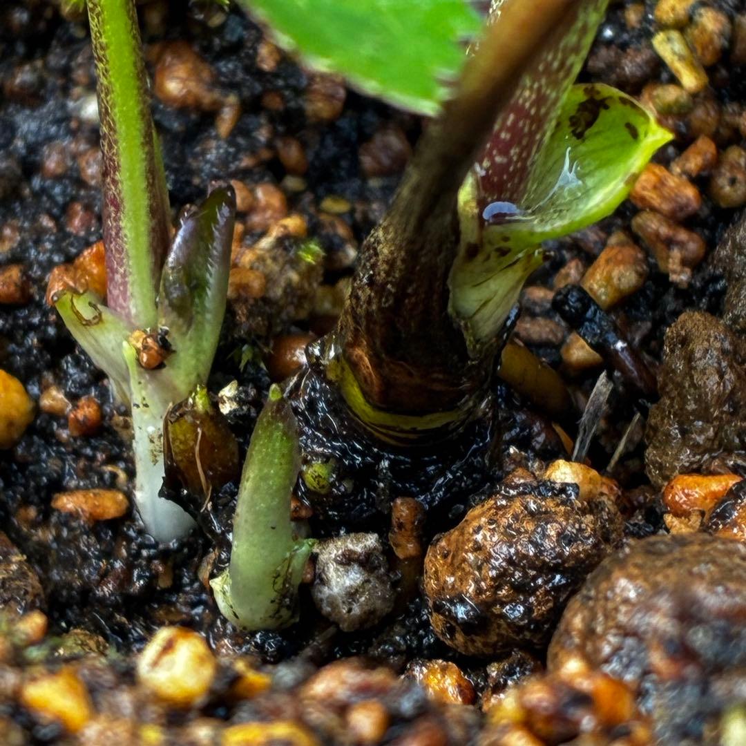 3606☘️花付き☘️⭐️ムルチ交配⭐️個性的⭐️くっきりダークピコティー⭐️大木