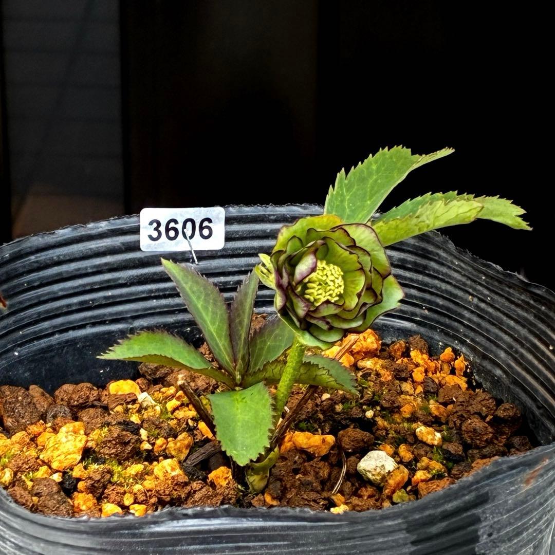 3606☘️花付き☘️⭐️ムルチ交配⭐️個性的⭐️くっきりダークピコティー⭐️大木