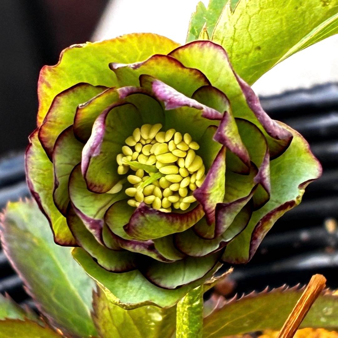 3606☘️花付き☘️⭐️ムルチ交配⭐️個性的⭐️くっきりダークピコティー⭐️大木