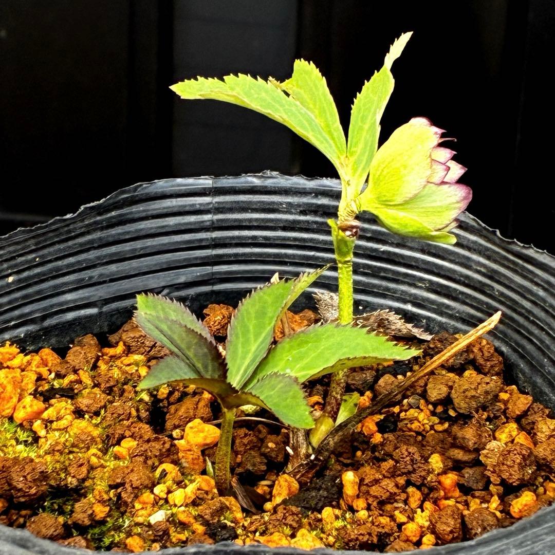 3606☘️花付き☘️⭐️ムルチ交配⭐️個性的⭐️くっきりダークピコティー⭐️大木