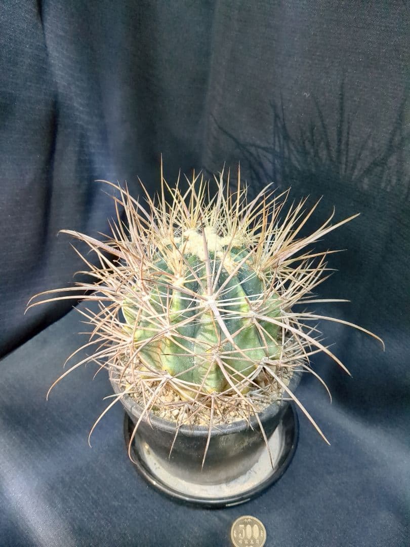 白鳥丸　（鯱頭変種）　白麗