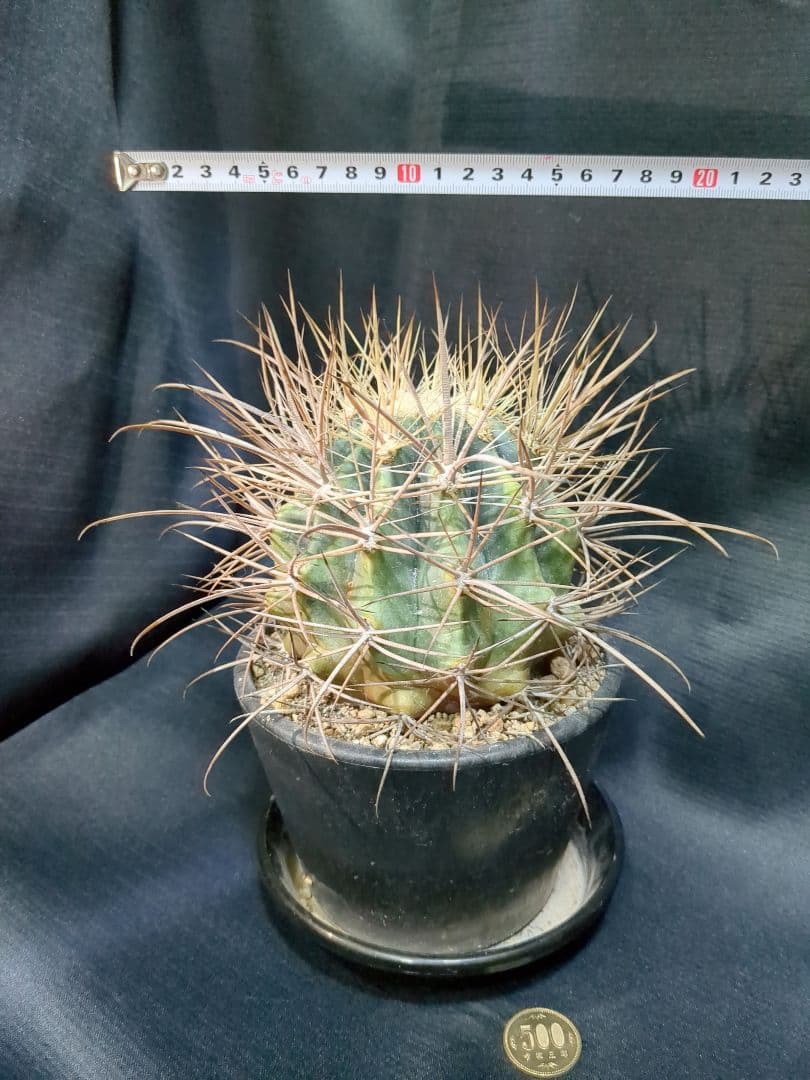 白鳥丸　（鯱頭変種）　白麗