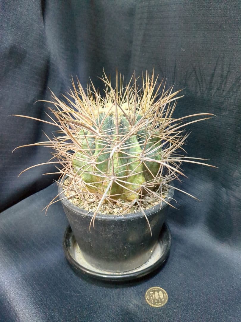 白鳥丸　（鯱頭変種）　白麗