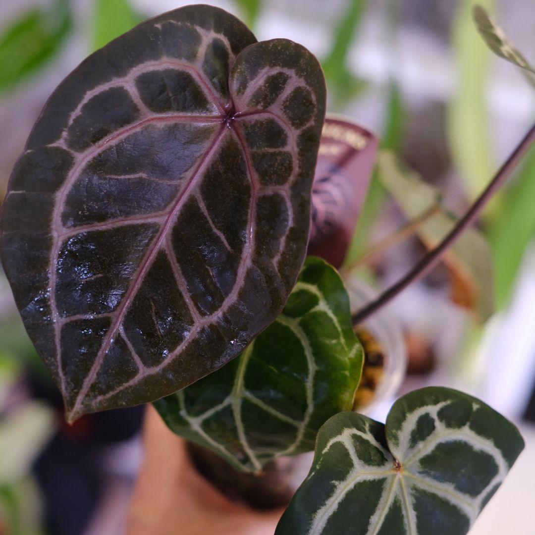 【正規タグ】Anthurium 'Michelle'│アンスリウム・ミシェル②