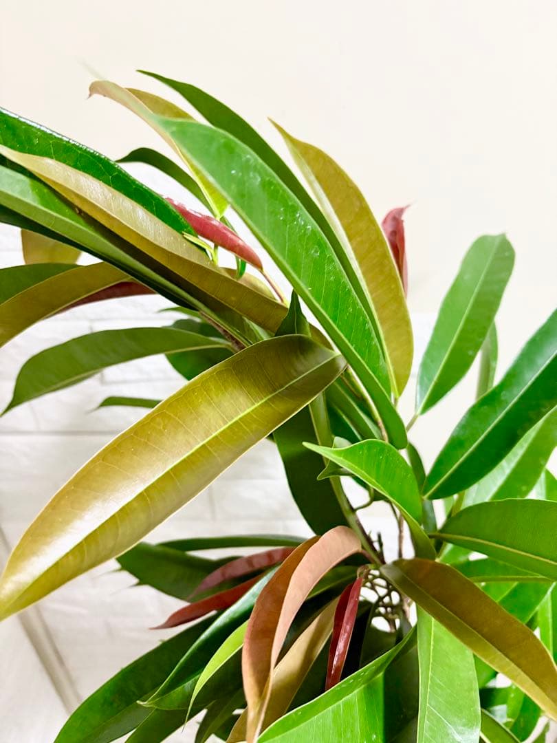 フィカスアムステルダムキング⭐️曲がり⭐️約150cm⭐️観葉植物