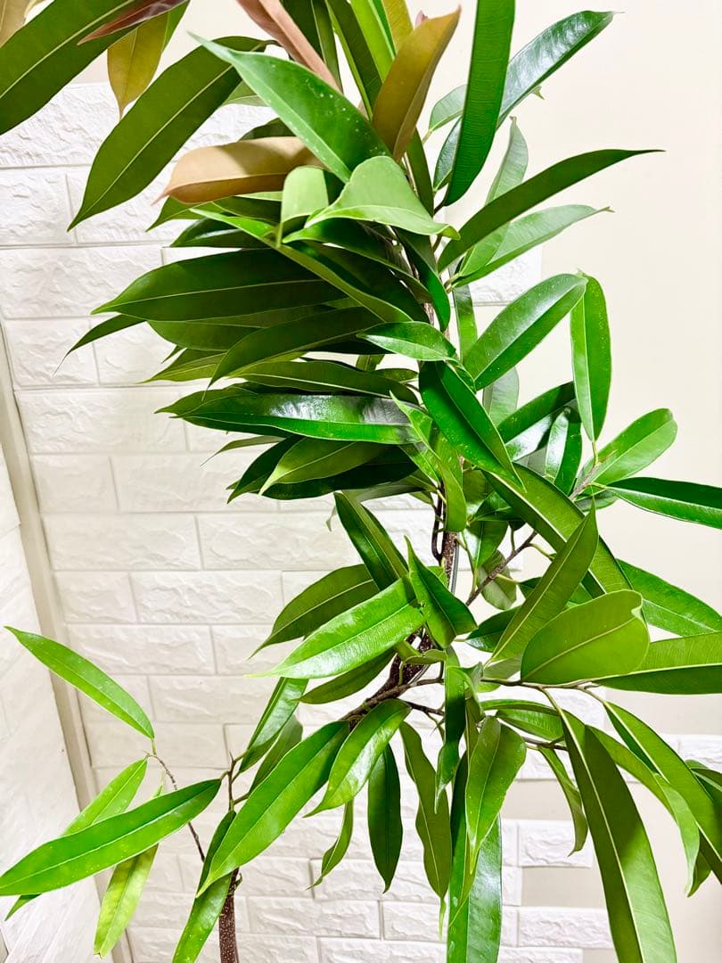 フィカスアムステルダムキング⭐️曲がり⭐️約150cm⭐️観葉植物