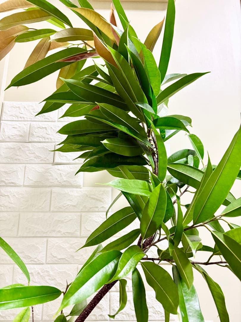 フィカスアムステルダムキング⭐️曲がり⭐️約150cm⭐️観葉植物