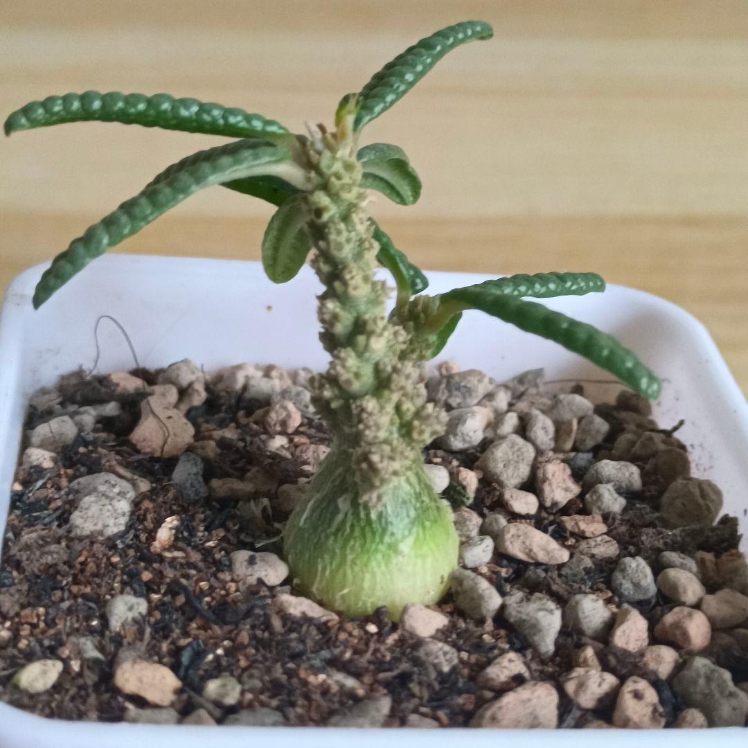 風*s様 748 ドルステニア ギガス ブラータ 実生株 希少厳選株【簡単に葉が