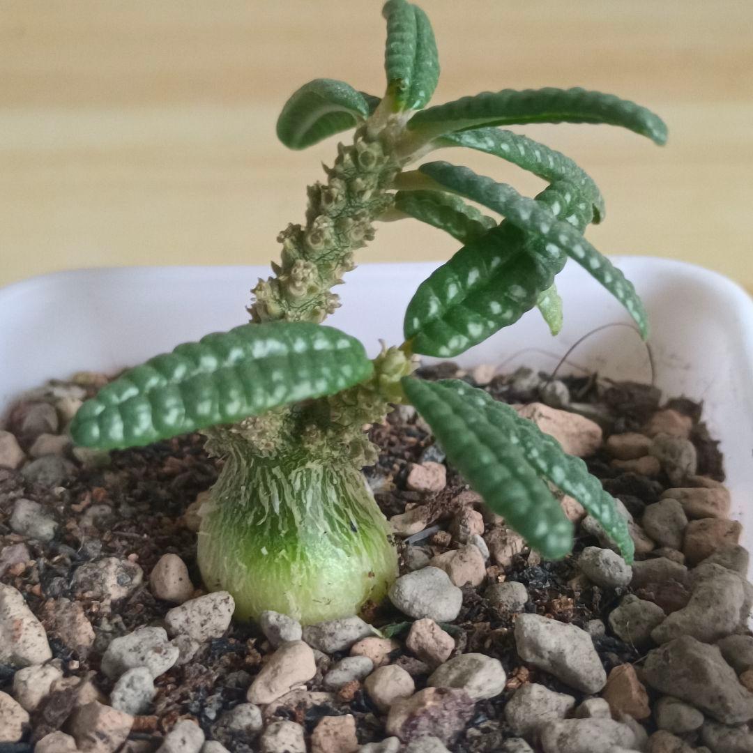 風*s様 748 ドルステニア ギガス ブラータ 実生株 希少厳選株【簡単に葉が