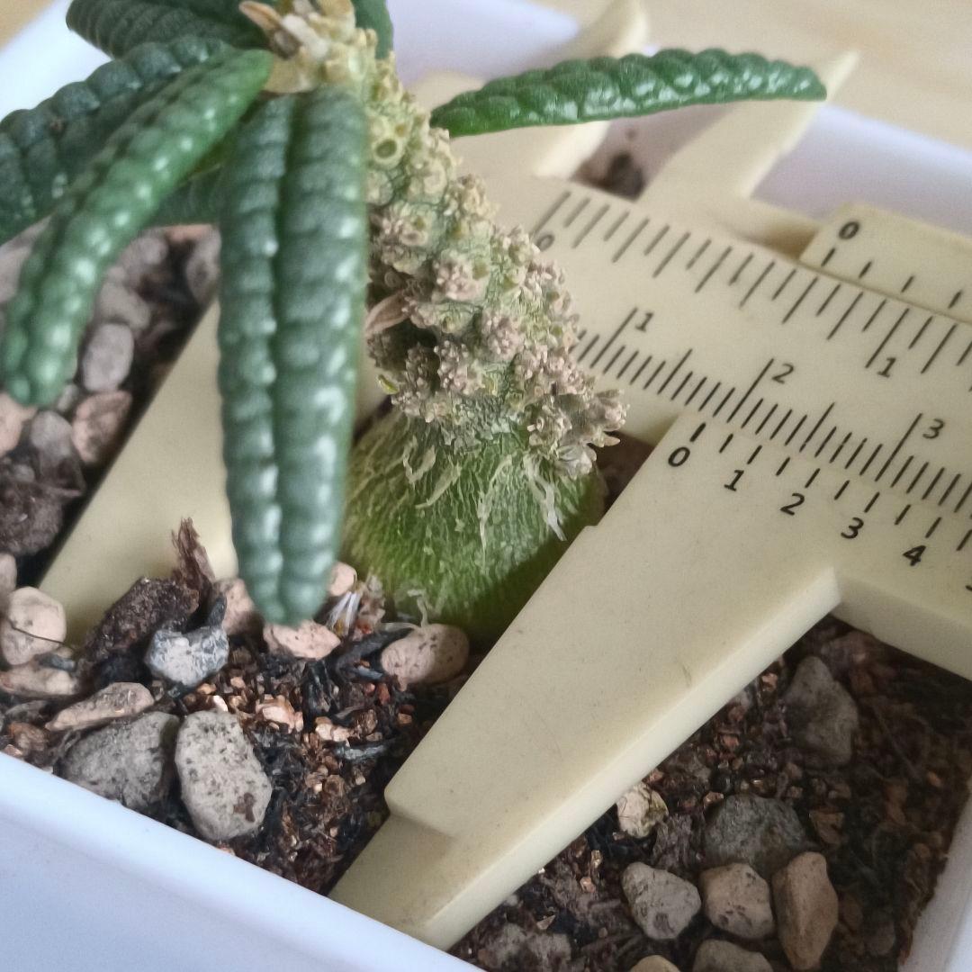 風*s様 748 ドルステニア ギガス ブラータ 実生株 希少厳選株【簡単に葉が