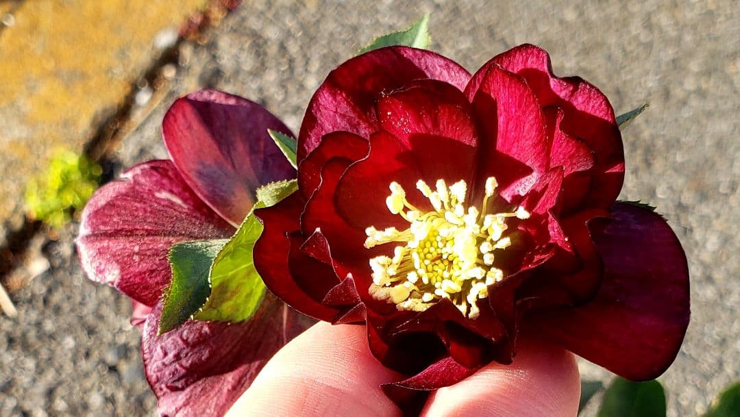 クリスマスローズ　珍しい　キラメキ