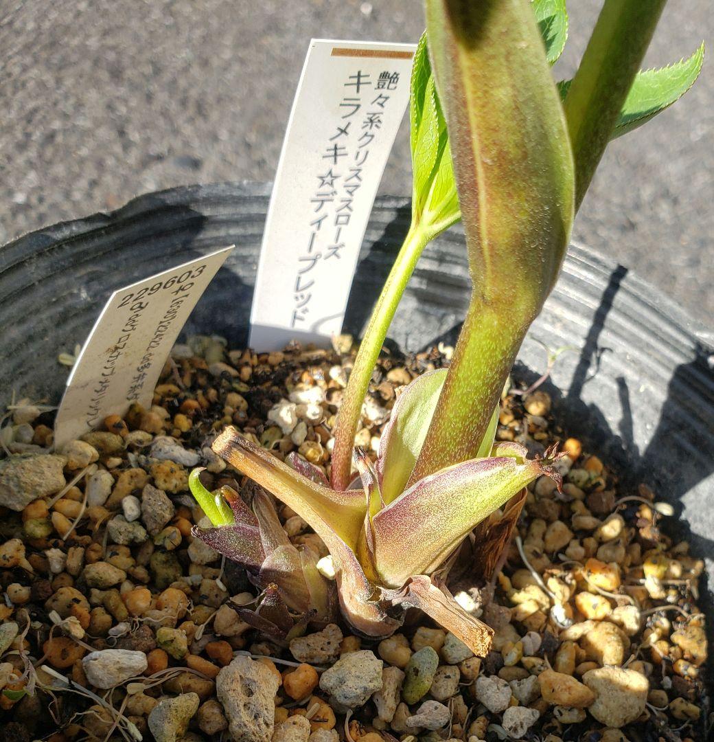 クリスマスローズ　珍しい　キラメキ