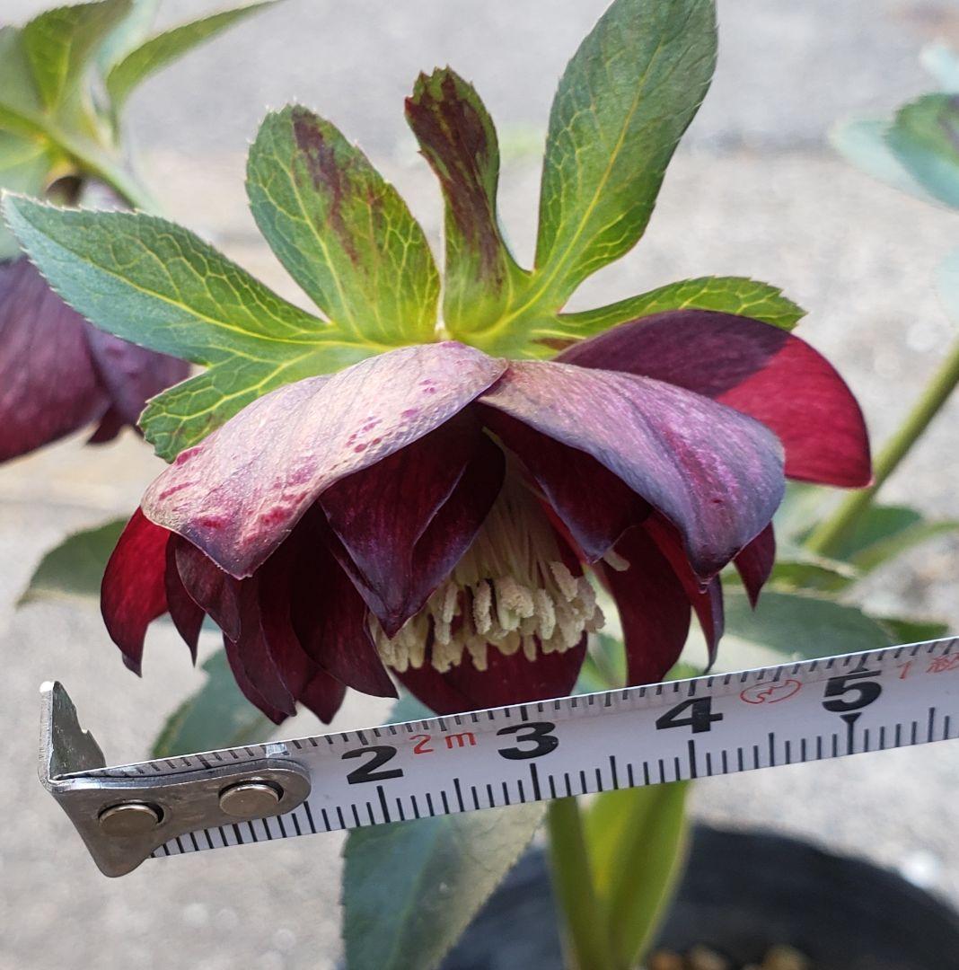 クリスマスローズ　珍しい　キラメキ