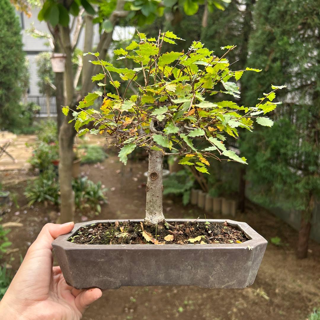 盆栽　欅　ケヤキ　中品盆栽 長方鉢 緑色の葉