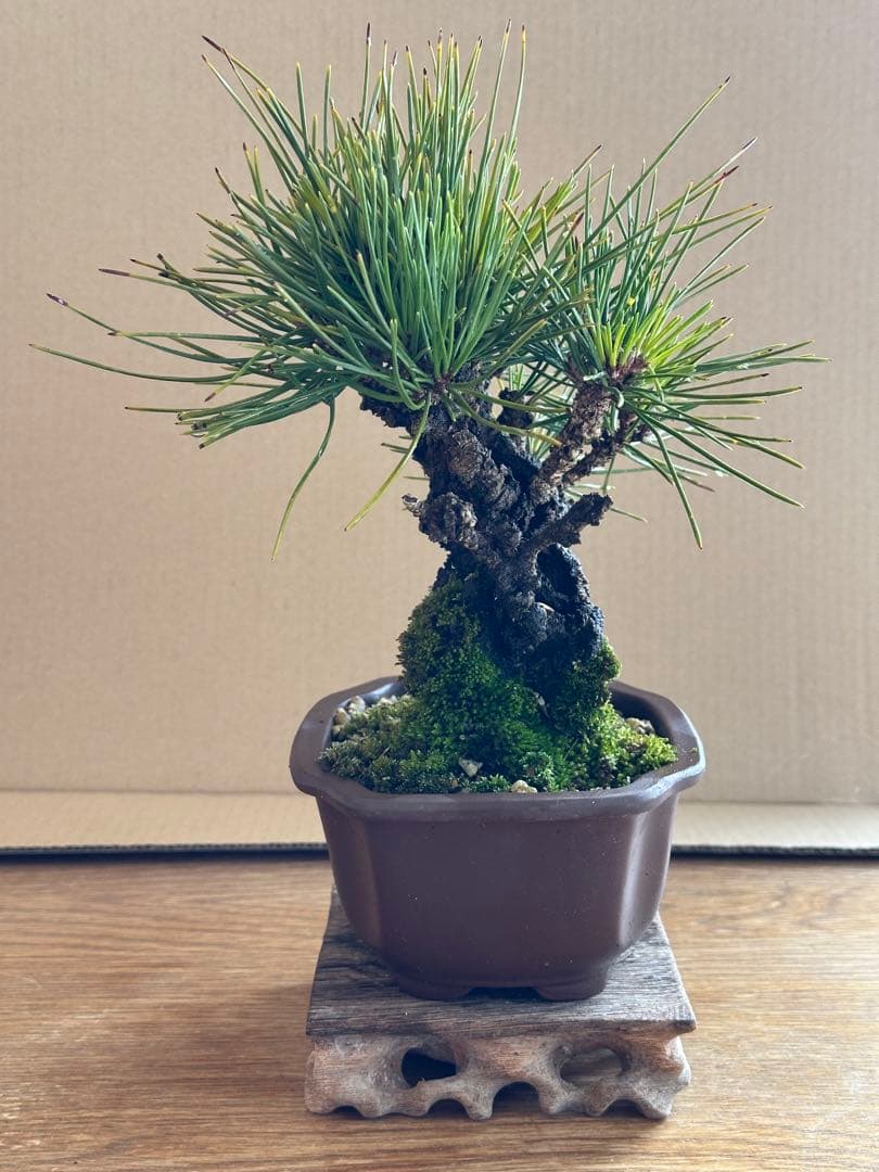 盆栽 小品盆栽 錦松(夢錦)-5