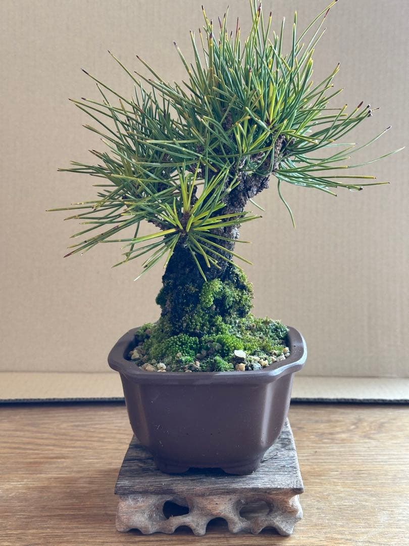 盆栽 小品盆栽 錦松(夢錦)-5