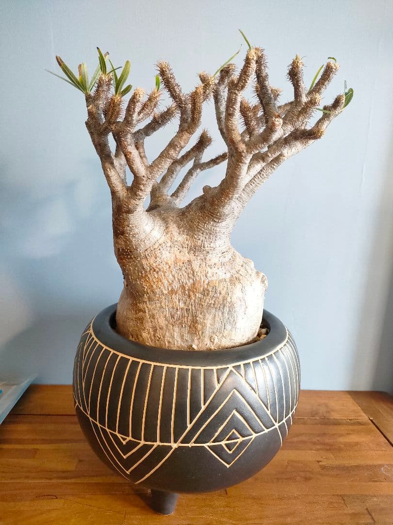 s*s様 【良型】パキポディウム・グラキリス