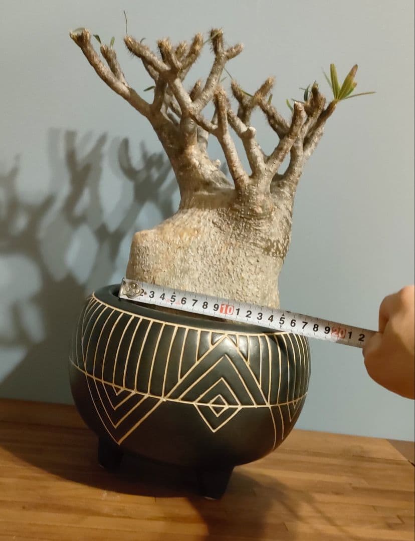 s*s様 【良型】パキポディウム・グラキリス