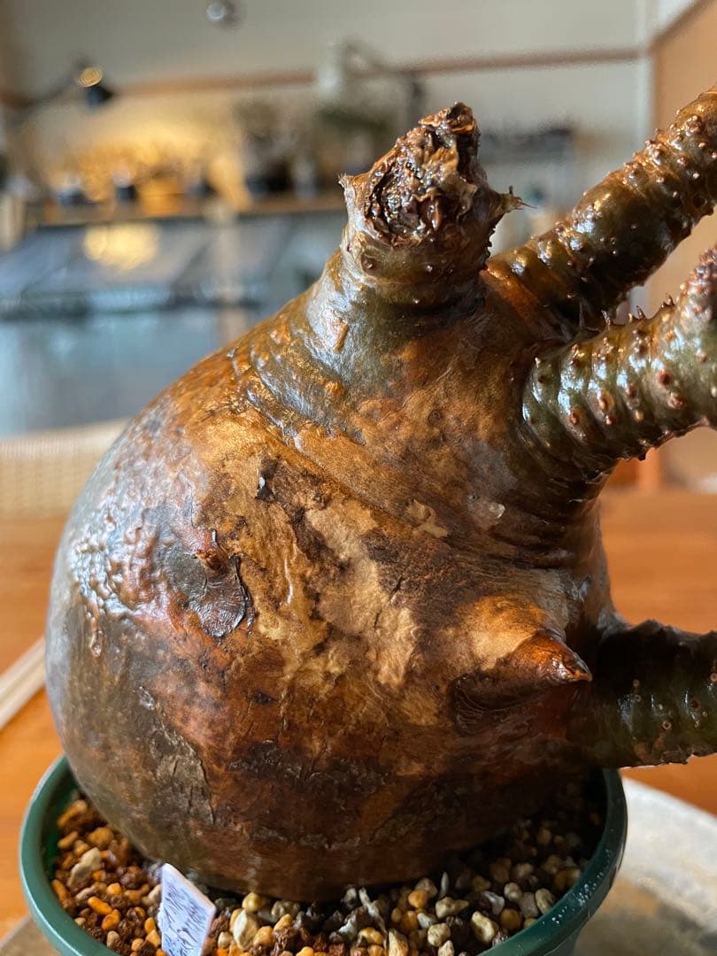 【現地／発根済】パキポディウム　グラキリス（塊根植物）ODDROOTS管理株