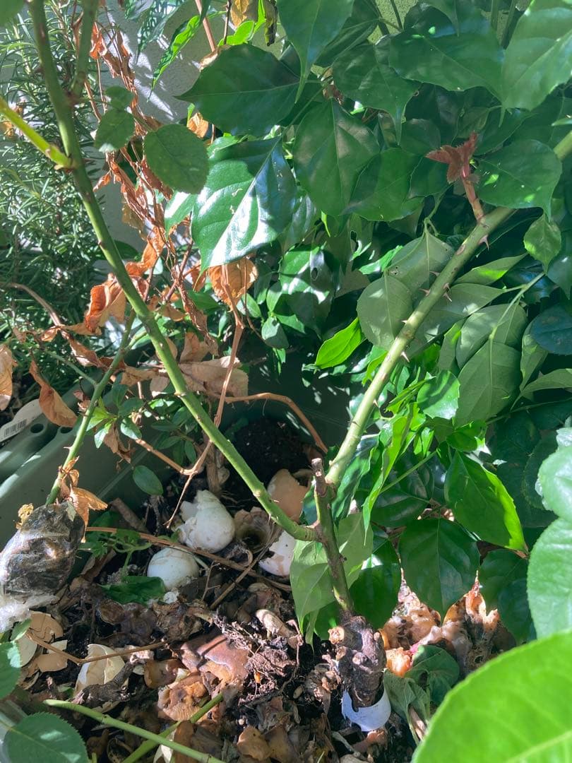 切り花　バラ苗　6号鉢