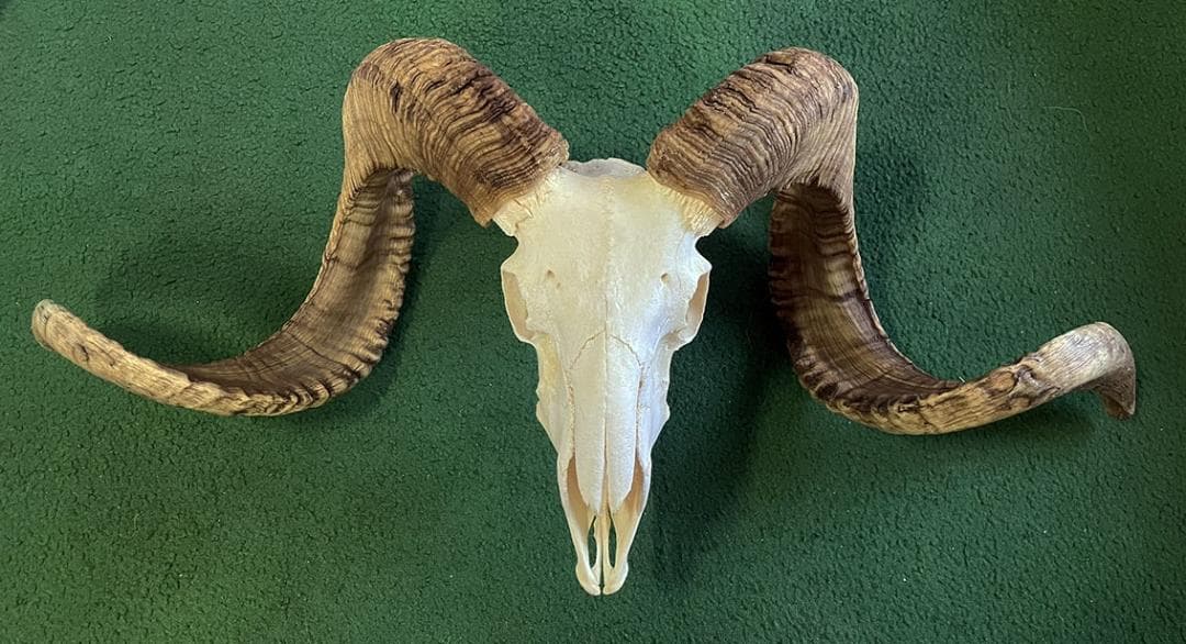 くるくる巻き角！ 羊（メリノ種）巻角（XLサイズ）スカルホーン A