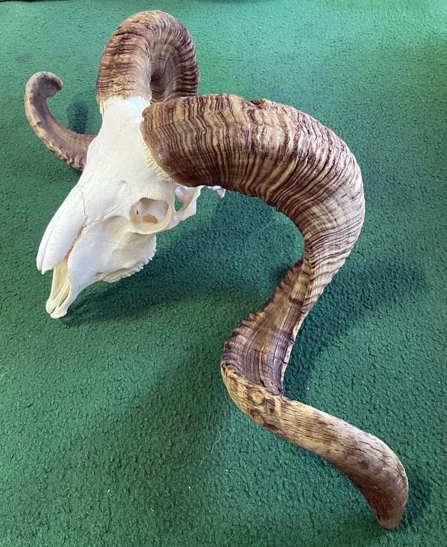 くるくる巻き角！ 羊（メリノ種）巻角（XLサイズ）スカルホーン A