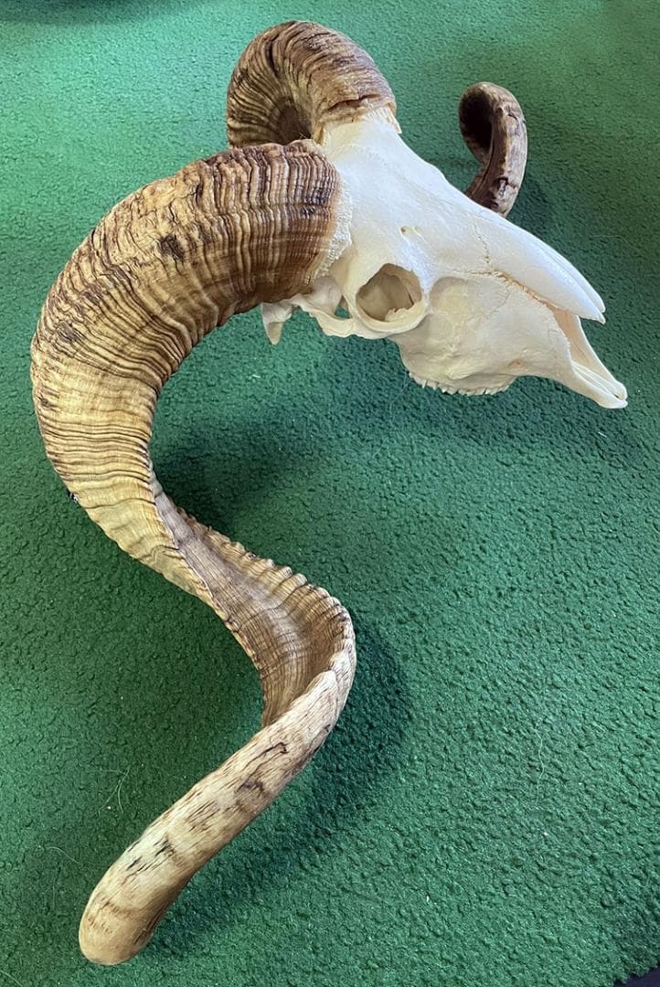 くるくる巻き角！ 羊（メリノ種）巻角（XLサイズ）スカルホーン A