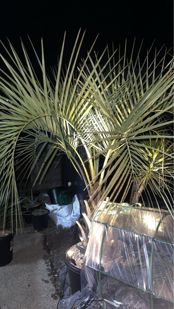 ココスヤシ　幹太