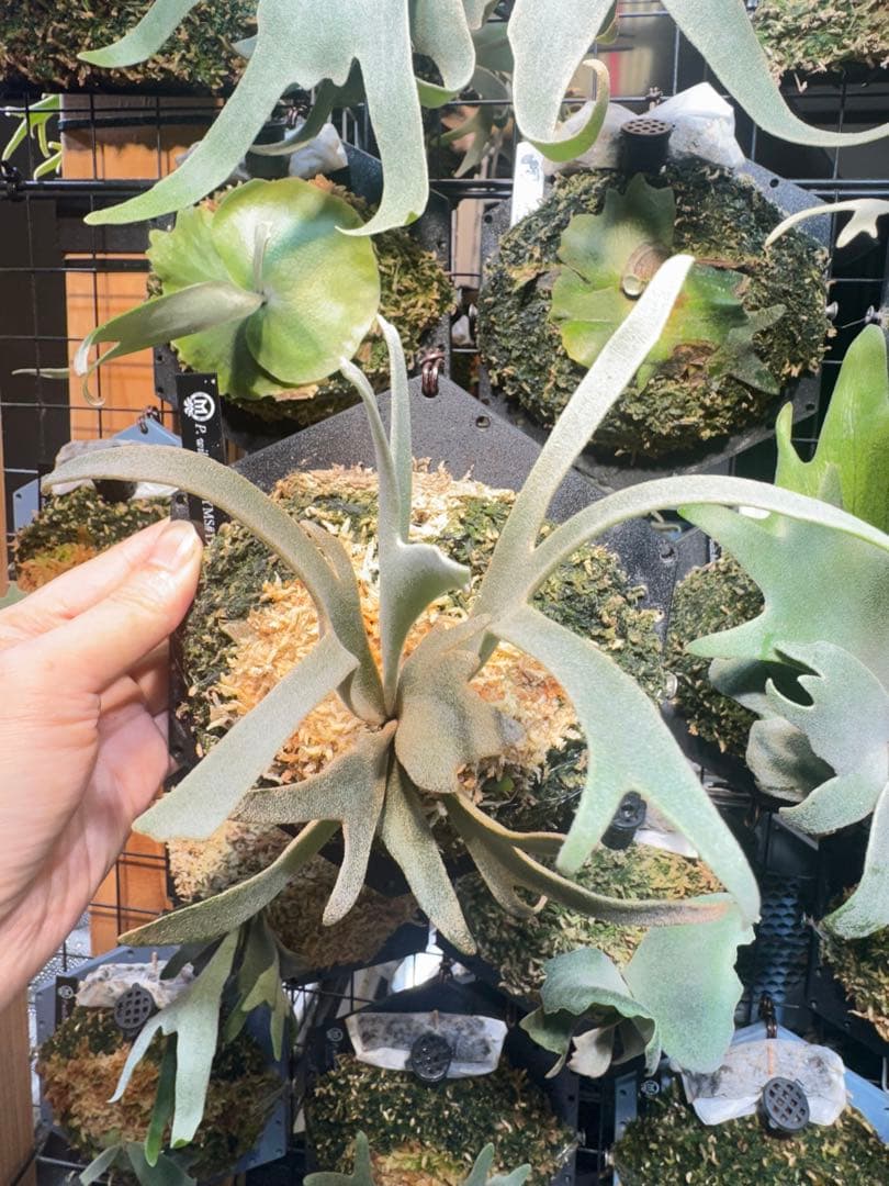 げ*げ様 willinckii yellow moon #15 ビカクシダ