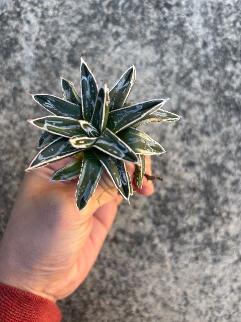 アガベ　姫笹の雪　白外斑入　子株1個付き