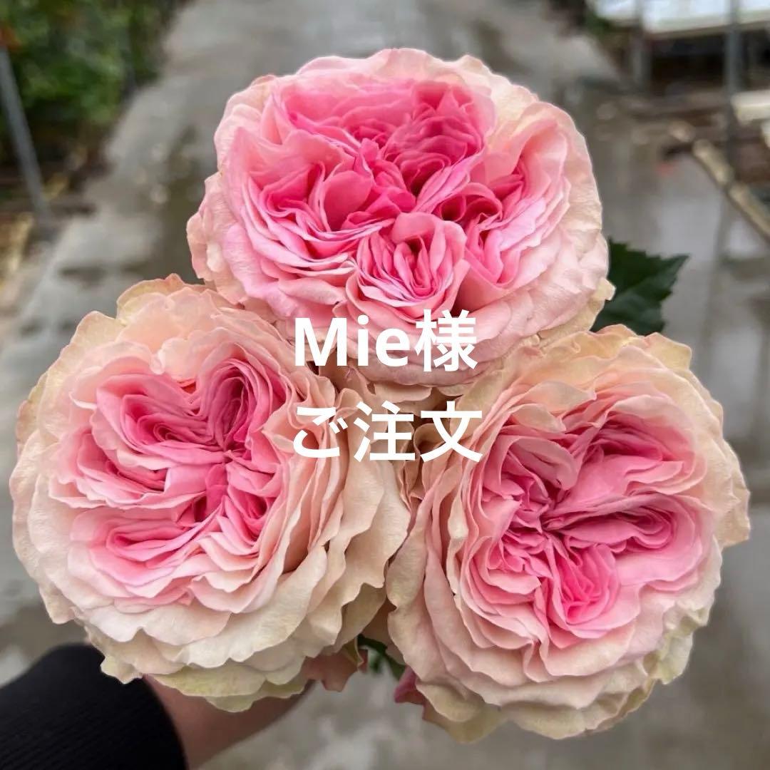 バラ苗切りバラ苗．G♡ssip Girl