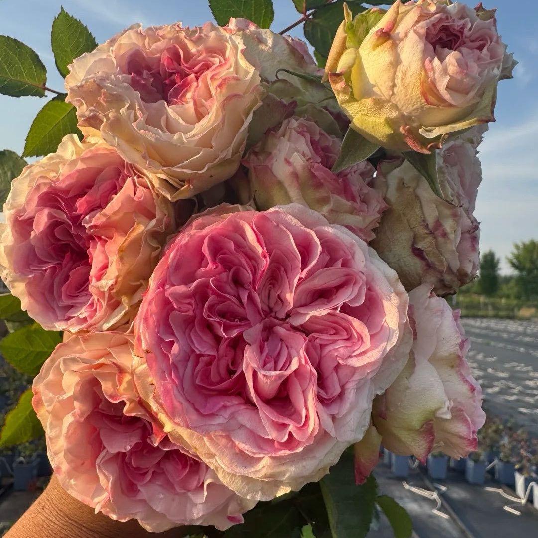 バラ苗切りバラ苗．G♡ssip Girl