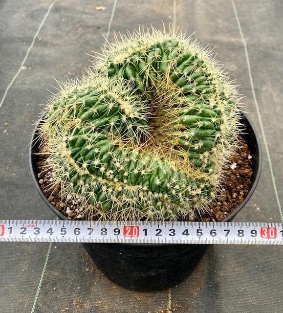 まこと虫　【金鯱セッカ】自社交配/実生苗/モンスト☆綴化☆マニア必見