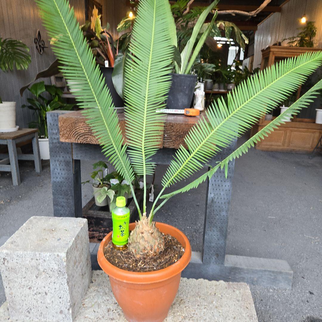 PECO POCOソテツディオーン　10号特大苗木最高等級極上品‼️　希少