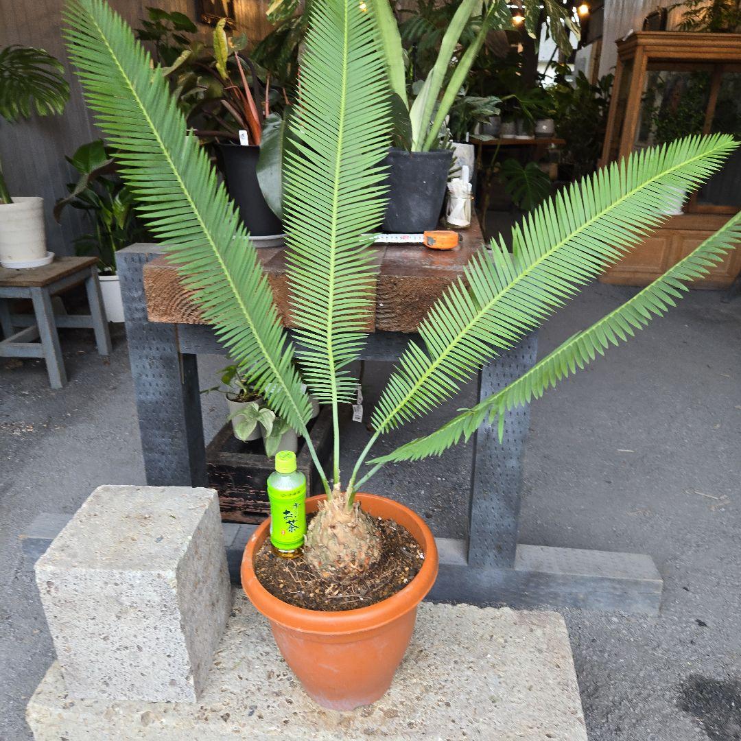 PECO POCOソテツディオーン　10号特大苗木最高等級極上品‼️　希少