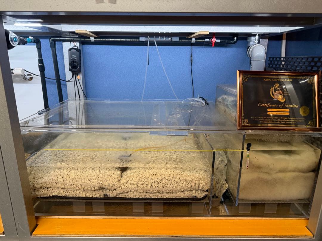 大型オーバーフロー水槽一式／引き取り限定