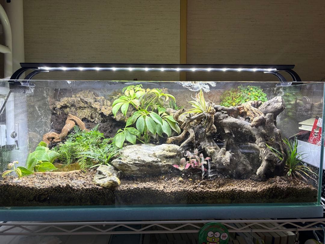 中型テラリウム水槽レイアウト 照明付き