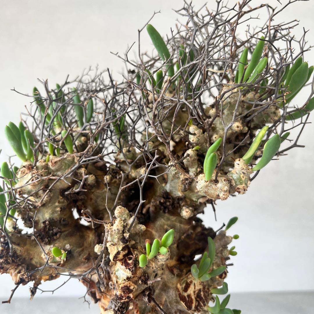 【大株】　チレコドン　レティキュラータス　万物想　現地球　発根済　陶器鉢セット