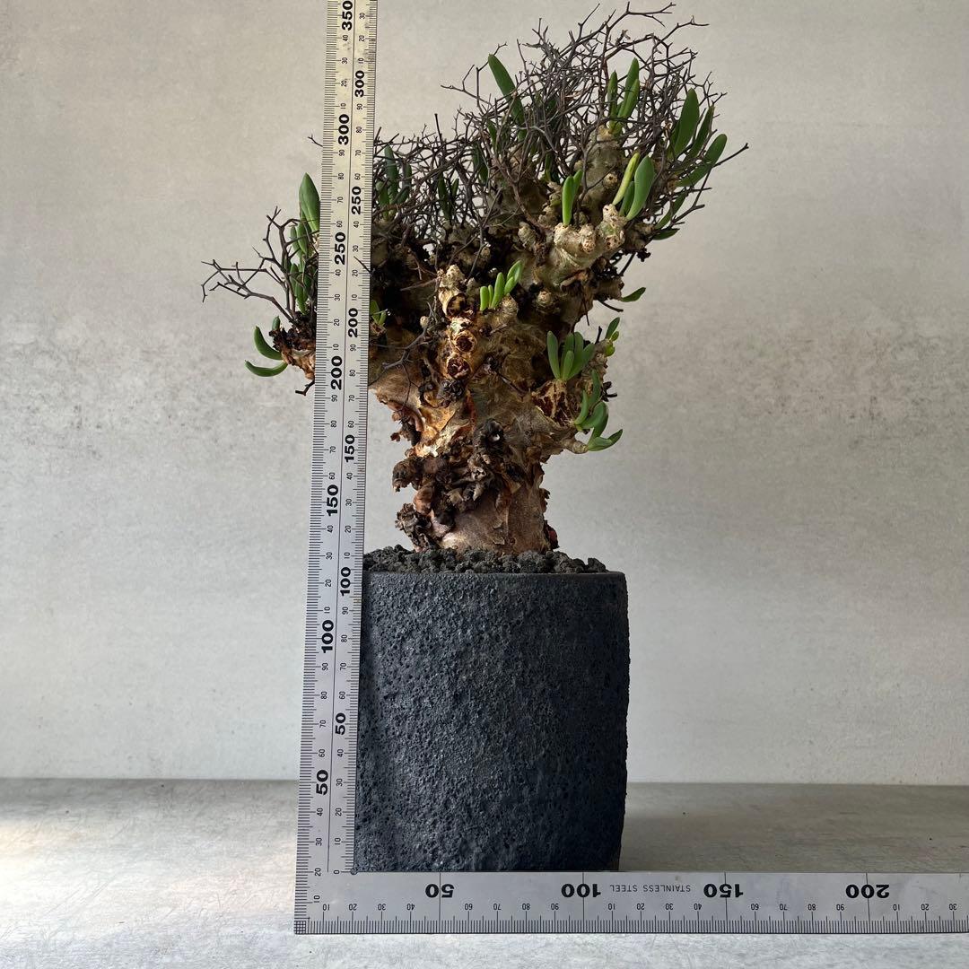 【大株】　チレコドン　レティキュラータス　万物想　現地球　発根済　陶器鉢セット