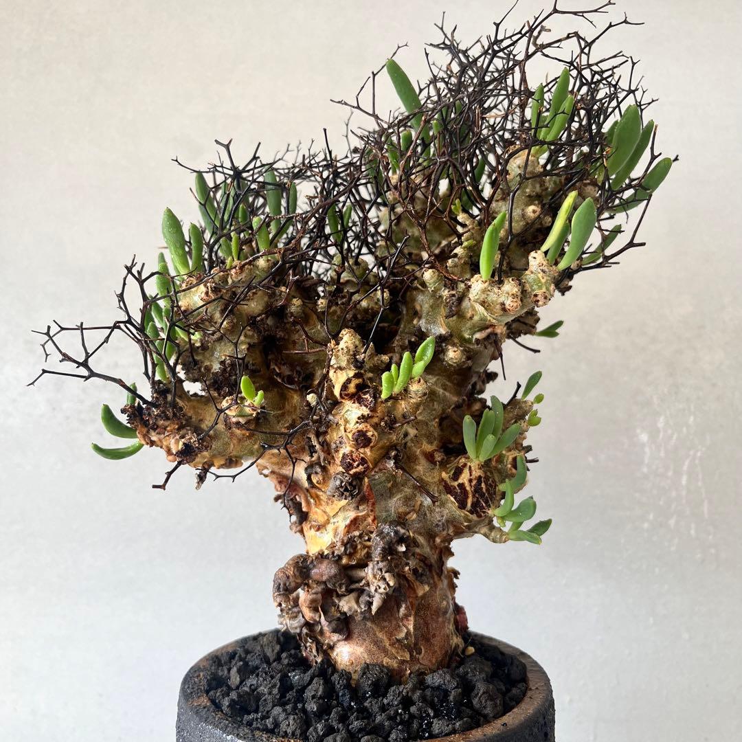 【大株】　チレコドン　レティキュラータス　万物想　現地球　発根済　陶器鉢セット