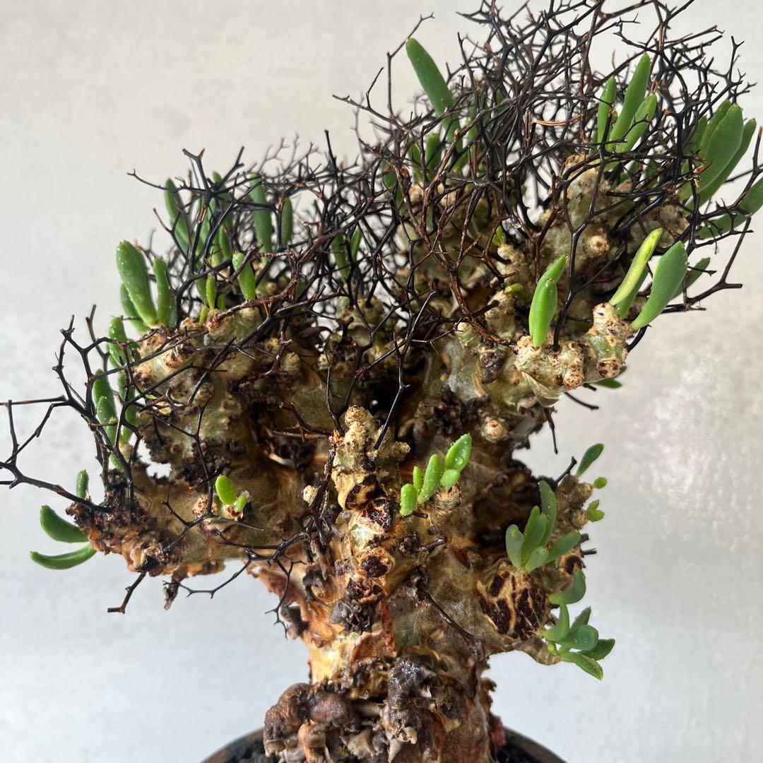 【大株】　チレコドン　レティキュラータス　万物想　現地球　発根済　陶器鉢セット