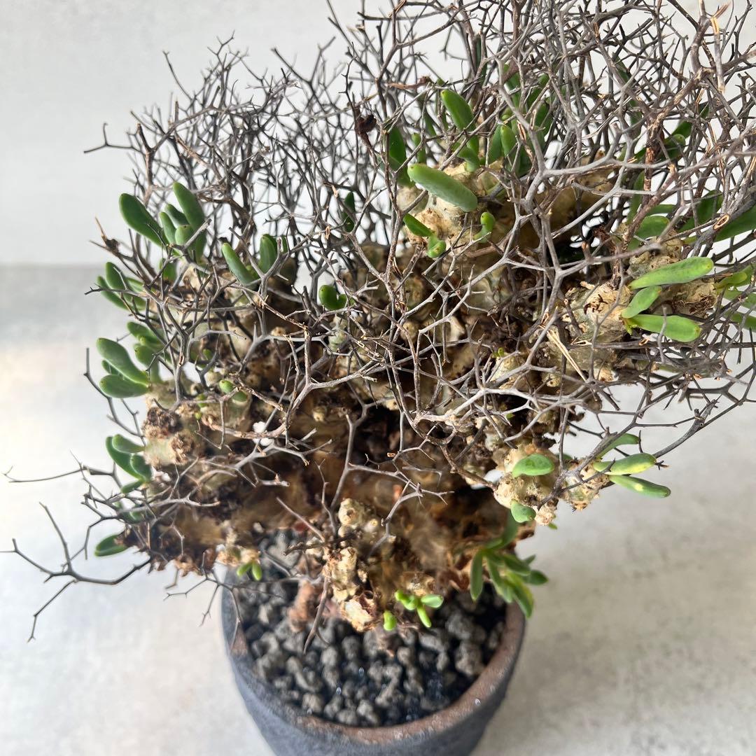 【大株】　チレコドン　レティキュラータス　万物想　現地球　発根済　陶器鉢セット