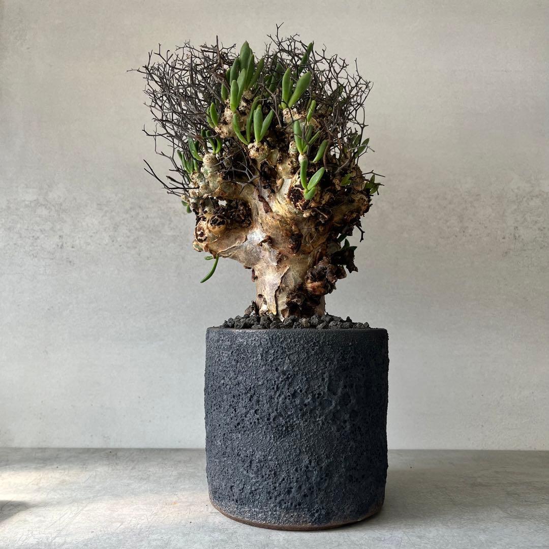 【大株】　チレコドン　レティキュラータス　万物想　現地球　発根済　陶器鉢セット