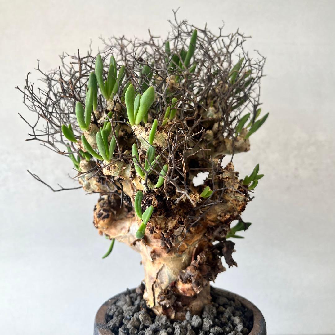 【大株】　チレコドン　レティキュラータス　万物想　現地球　発根済　陶器鉢セット