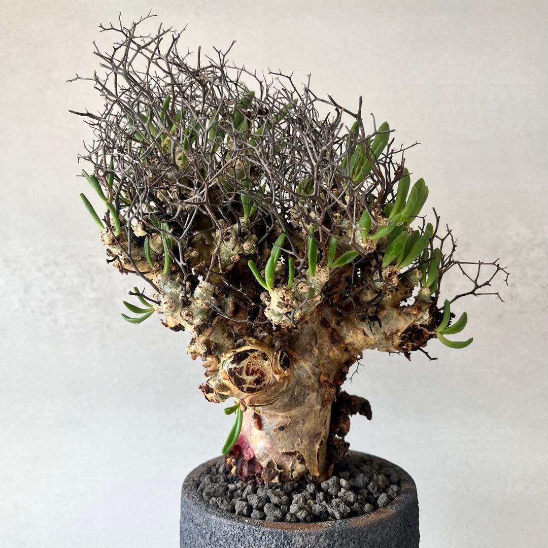 【大株】　チレコドン　レティキュラータス　万物想　現地球　発根済　陶器鉢セット