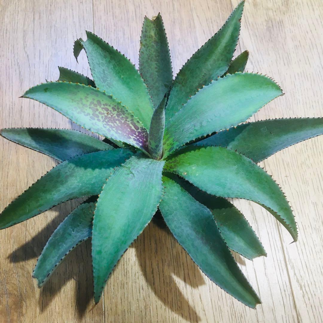 マンガベ ブラッドスポット × パープルピープルイーター オリジナルhyb.