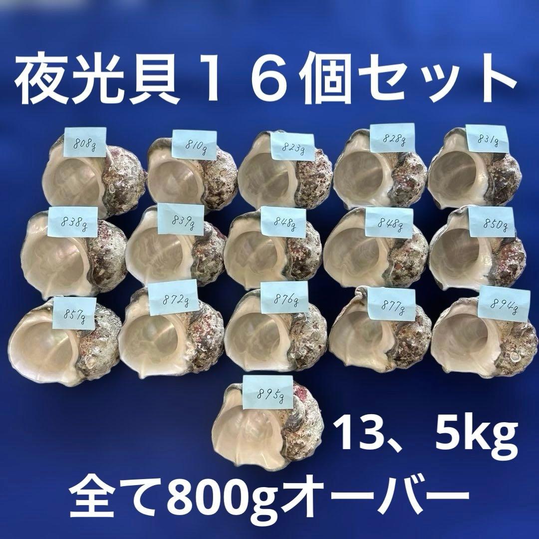 夜光貝　ヤコウ貝　まとめ売り　16個　13、5kg アクセサリー　ルア