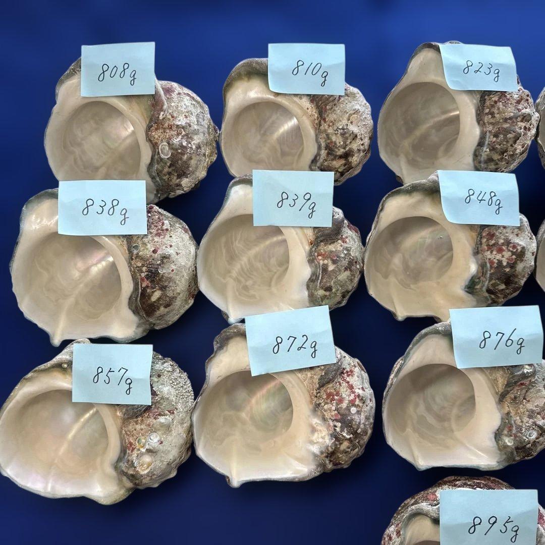 夜光貝　ヤコウ貝　まとめ売り　16個　13、5kg アクセサリー　ルア