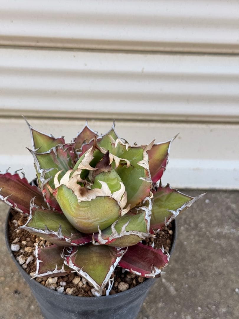 レッドキャットウィーズル 斑入り｜ピンク差し斑｜3.5寸鉢｜希少　斑入りRCW