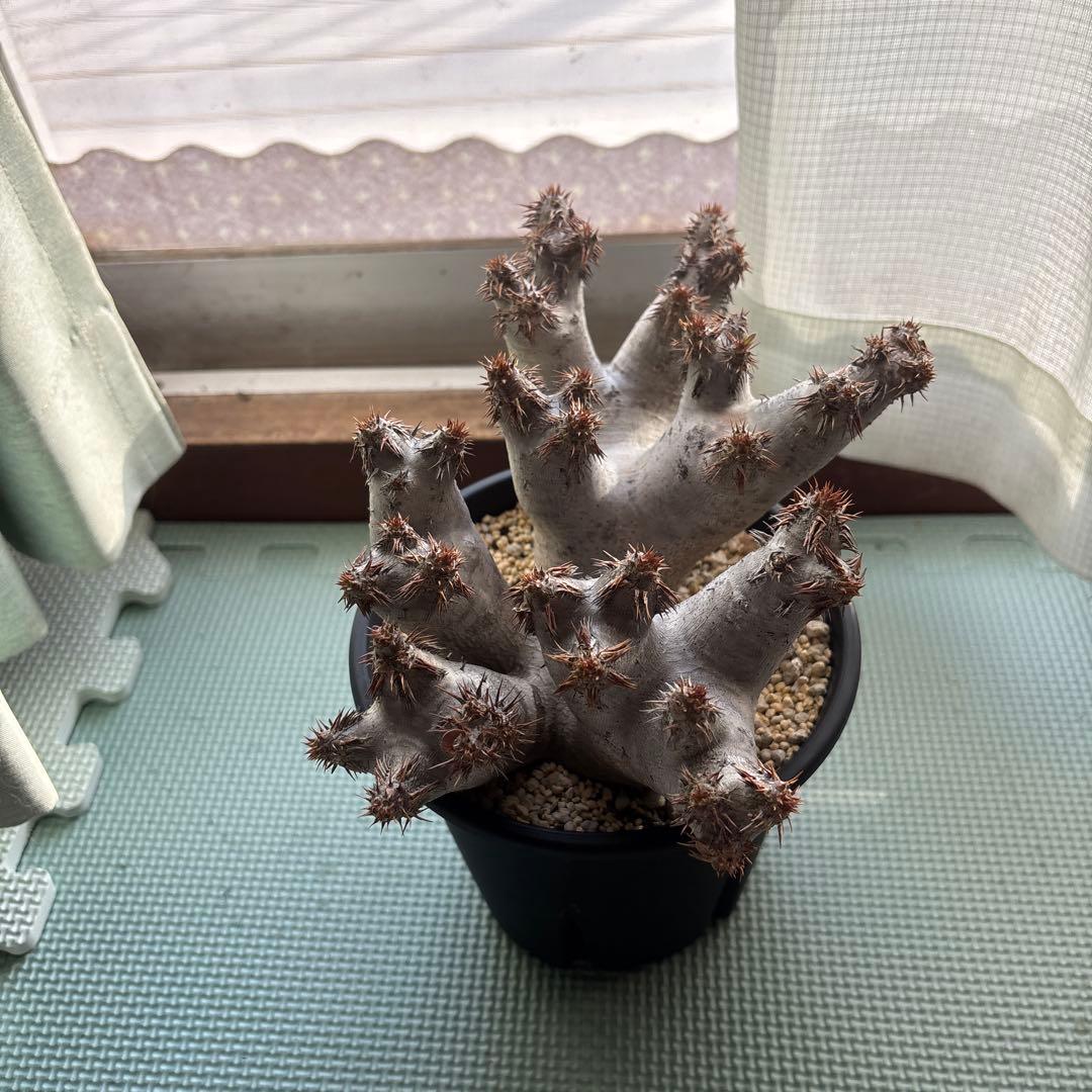 塊根植物 ブレビカリックス パキポディウム